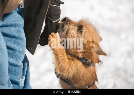 Süße Cairn-Terrier-Welpen draußen im kalten Winterschnee spielen. Junger Hund im Park an einem sonnigen Tag schüchtern wirkenden und sprang auf seinen Besitzer. Stockfoto