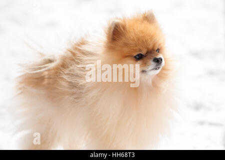 Süße Zwergspitz draußen im kalten Winterschnee spielen. Schöne flauschige Hund an einem sonnigen Tag im Park spazieren. Stockfoto