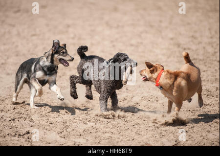 Drei Hunde laufen mit einem Stock außerhalb in den Schmutz. Spielen in einem Hundepark an einem sonnigen Sommertag. Pudel, Husky, Schäferhund, Retriever, Mutt, Mischung. Stockfoto