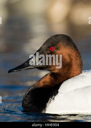 Ein Drake Canvasback an einem kalten Wintertag Stockfoto