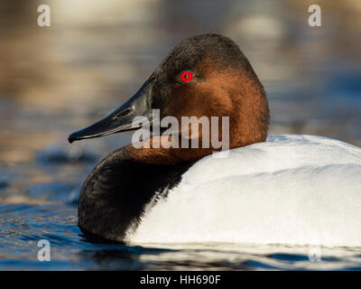 Ein Drake Canvasback an einem kalten Wintertag Stockfoto