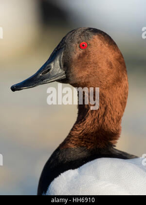 Ein Drake Canvasback an einem kalten Wintertag Stockfoto