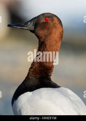 Ein Drake Canvasback an einem kalten Wintertag Stockfoto