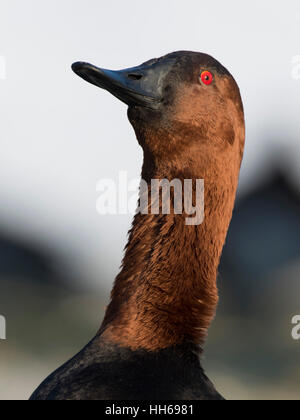 Ein Drake Canvasback an einem kalten Wintertag Stockfoto
