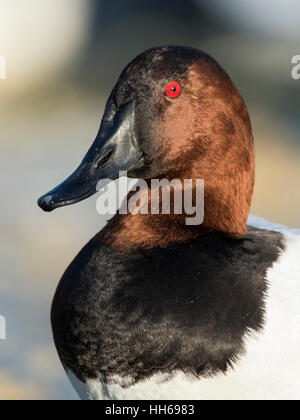 Ein Drake Canvasback an einem kalten Wintertag Stockfoto