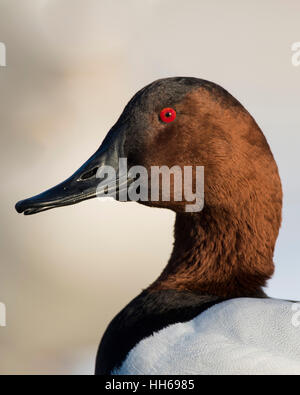 Ein Drake Canvasback an einem kalten Wintertag Stockfoto