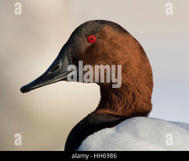 Ein Drake Canvasback an einem kalten Wintertag Stockfoto