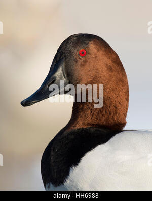 Ein Drake Canvasback an einem kalten Wintertag Stockfoto