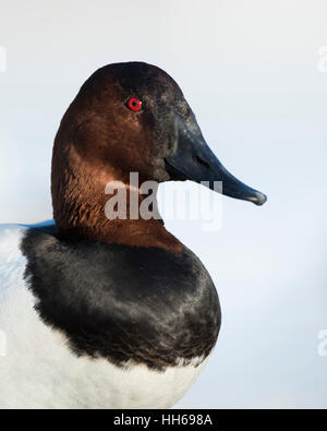 Ein Drake Canvasback an einem kalten Wintertag Stockfoto