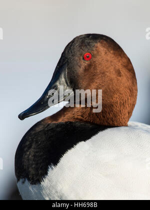 Ein Drake Canvasback an einem kalten Wintertag Stockfoto