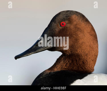 Ein Drake Canvasback an einem kalten Wintertag Stockfoto