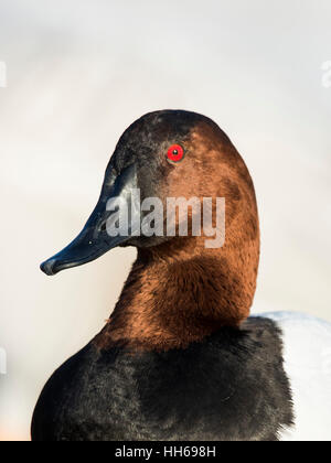 Ein Drake Canvasback an einem kalten Wintertag Stockfoto