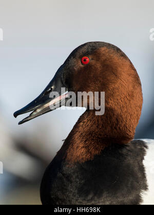Ein Drake Canvasback an einem kalten Wintertag Stockfoto