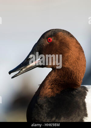 Ein Drake Canvasback an einem kalten Wintertag Stockfoto