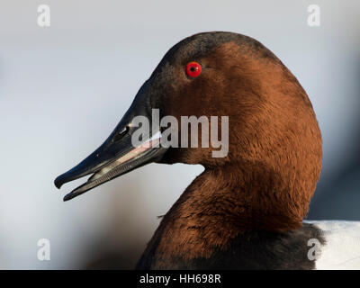 Ein Drake Canvasback an einem kalten Wintertag Stockfoto