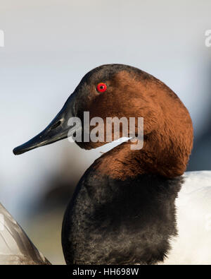 Ein Drake Canvasback an einem kalten Wintertag Stockfoto