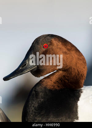 Ein Drake Canvasback an einem kalten Wintertag Stockfoto