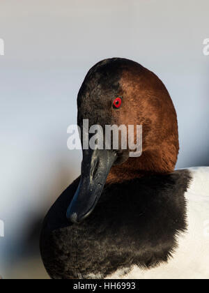 Ein Drake Canvasback an einem kalten Wintertag Stockfoto