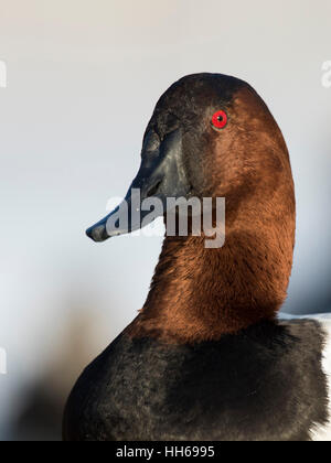 Ein Drake Canvasback an einem kalten Wintertag Stockfoto