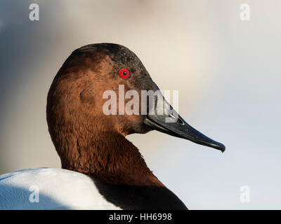 Ein Drake Canvasback an einem kalten Wintertag Stockfoto