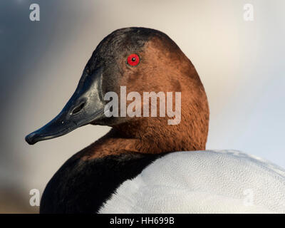 Ein Drake Canvasback an einem kalten Wintertag Stockfoto