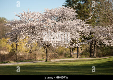 Japanische Kirschblütenbäume im Morgenlicht. Frühling-Sonnenaufgang im High Park, Toronto Stockfoto