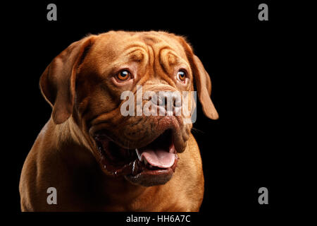 Portrait Hund Rasse Dogge de Bordeaux auf schwarzem Hintergrund isoliert Stockfoto