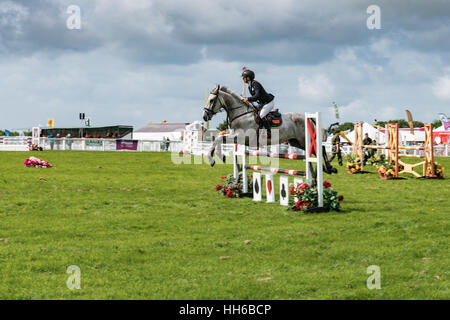 Springreiter auf einem grauen Pferd löscht Zaun auf Anglesey Show Stockfoto