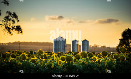 Feld von Sonnenblumen mit Silos bei Sonnenuntergang Stockfoto