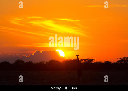 Etosha Nationalpark, Namibia. Giraffe (Giraffa Plancius) gegen die untergehende Sonne. Stockfoto