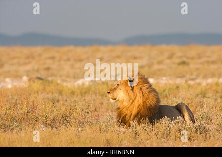 Etosha Nationalpark, Namibia. Afrikanischer Löwe mit großer Mähne im Profil bei Sonnenaufgang. Stockfoto