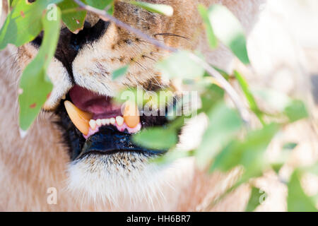 Etosha Nationalpark, Namibia. Weibliche Löwen (Panthera Leo) im Lebensraum. Kiefer und Zähne Detail. Stockfoto