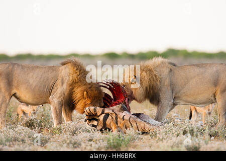 Etosha Nationalpark, Namibia. Zwei Erwachsene männliche Löwen Essen Zebra. Stockfoto