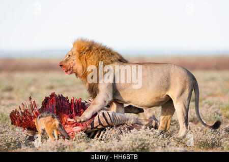 Etosha Nationalpark, Namibia. Große männlichen Löwen bewacht seine Nahrung gegen Schwarz unterstützt Schakale. Stockfoto