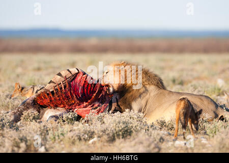 Etosha Nationalpark, Namibia. Männlicher Löwe (Panthera Leo) Essen Zebra, beobachtet von Schwarz Schakale gesichert. Stockfoto