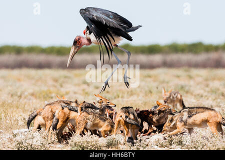 Etosha Nationalpark, Namibia. Marabou Storch fliegt über Pack Black-backed Schakale Fütterung von Zebra Kadaver. Stockfoto