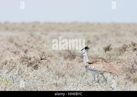 Etosha Nationalpark, Namibia.  Kori Bustard (Ardeotis Kori) im Lebensraum. Stockfoto