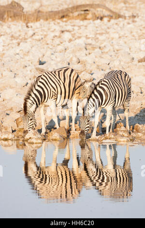 Etosha Nationalpark, Namibia. Drei Zebra (Equus Quagga) am Wasserloch. Stockfoto