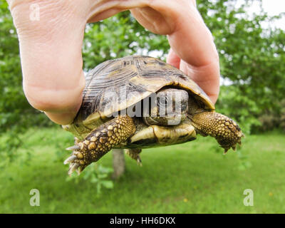 "Hermann's Schildkröte" "Testudo Hermanni" in einem Garten Stockfoto