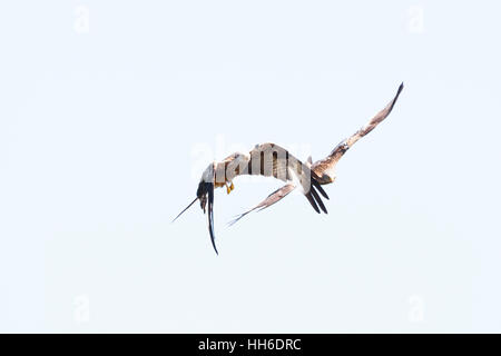 CEREDIGION, WALES paar rote Milane (Milvus Milvus) im Flug. Stockfoto