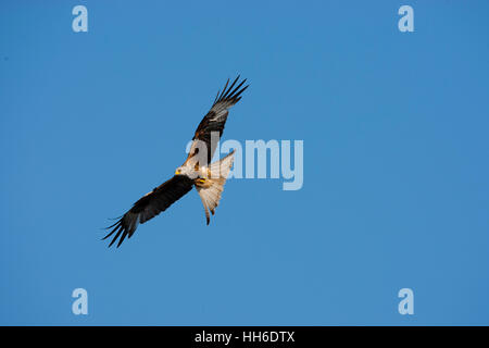 CEREDIGION, WALES. Rotmilan im Flug gegen blauen Himmel. Stockfoto