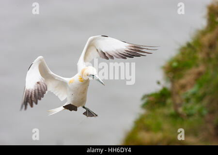 BEMPTON, UK Basstölpel (Morus Bassanus) Nest nähern. Stockfoto