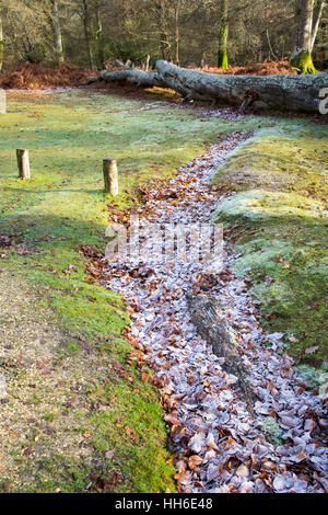 Raureif auf gefrorene Blätter ähnlich wie einen Fluss, New Forest Hampshire Winter 2016 Stockfoto