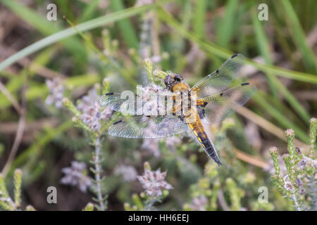 Vier Spotted Chaser (Libellula Quadrimaculata) an einer Pflanze Stockfoto