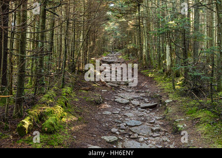 Rückschläge durch Laubwald auf dem Weg zur Folie Berg in den Catskills Mountains von New York. Stockfoto