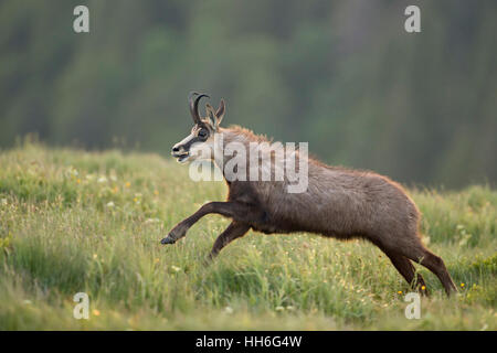 Alpine Chamois / Gaemse (Rupicapra Rupicapra) in Eile auf der Flucht, springen über blühende Bergwiesen, in Aktion. Stockfoto