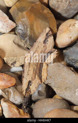 Winkte Umbra (Menophra Abruptaria), thront eine getarnte Motte auf kleinen Steinen Stockfoto