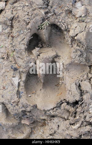 Zwei übereinander herumgaloppieren Wildschwein (Sus Scrofa) im schlammigen Boden von einem britischen Waldgebiet im Forest of Dean Stockfoto