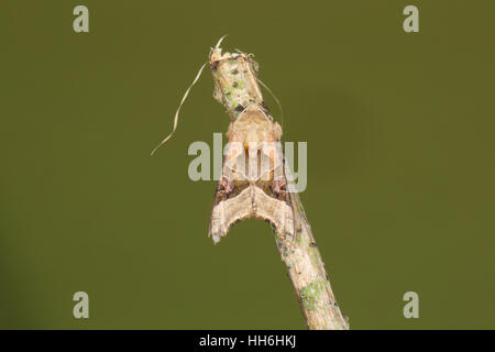 Winkel-Farbtöne (Phlogophora Meticulosa): eine schöne Motte, die aussieht wie ein totes Blatt, thront auf einem Zweig mit einem sauberen Hintergrund Stockfoto