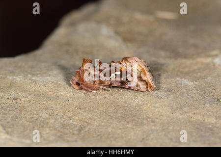 Schöne goldene Y (Autographa Pulchrina), eine atemberaubende bunte Motte, auf einem Stein Hintergrund in einem Norfolk-Garten Stockfoto